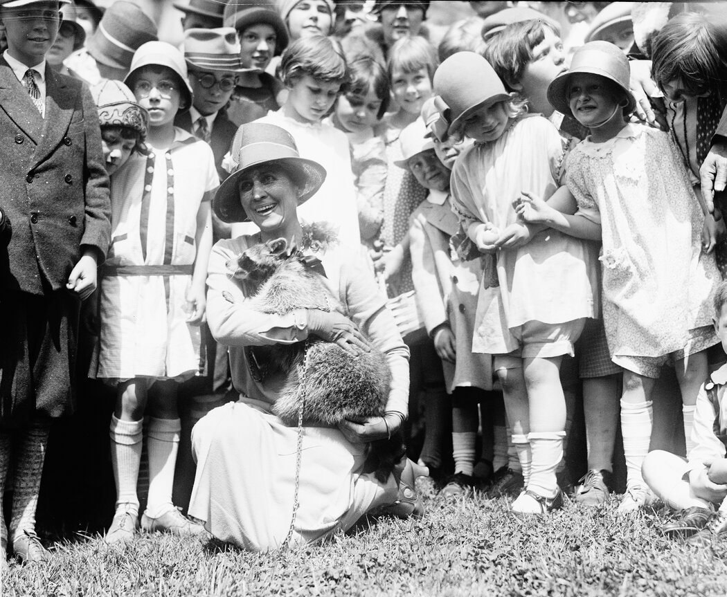白宫,柯立芝总统夫妇养的浣熊瑞贝卡。1927年,她从总统位于南达科他州的家逃跑了。