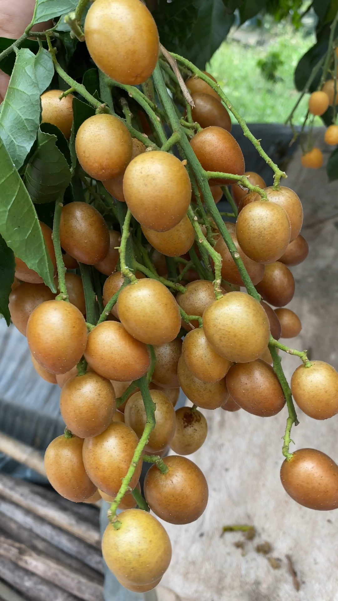 这种南方水果黄皮果很多人都没吃过,在桂林产区8月份还有果-度小视