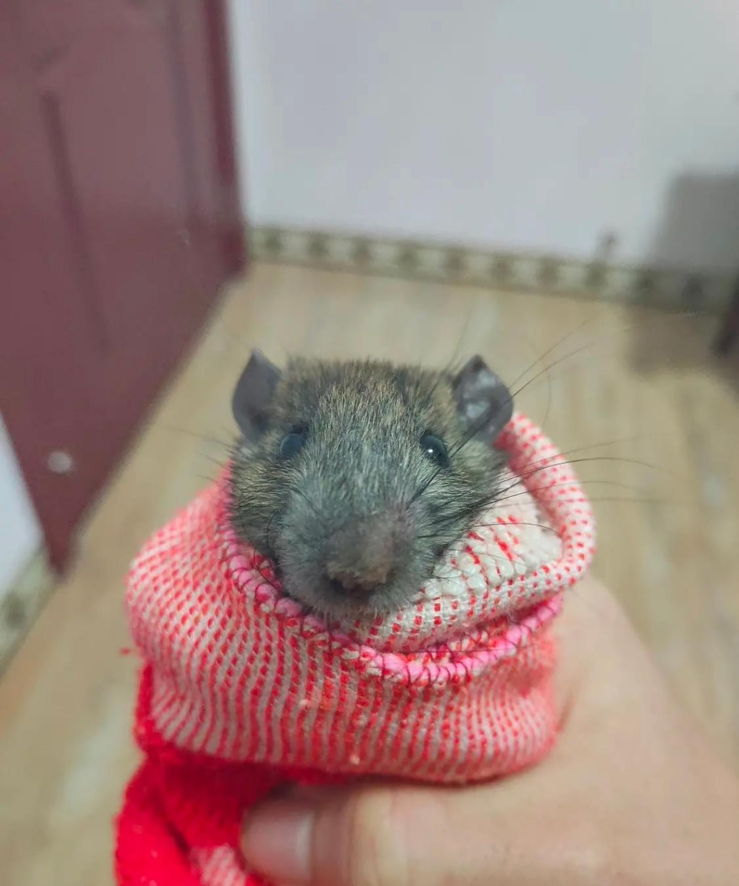 这……徒手抓老鼠……这胆子也太大了吧[捂脸]