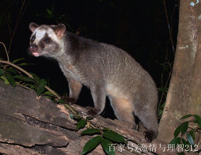 山東禁食禁養野生動物名單落地