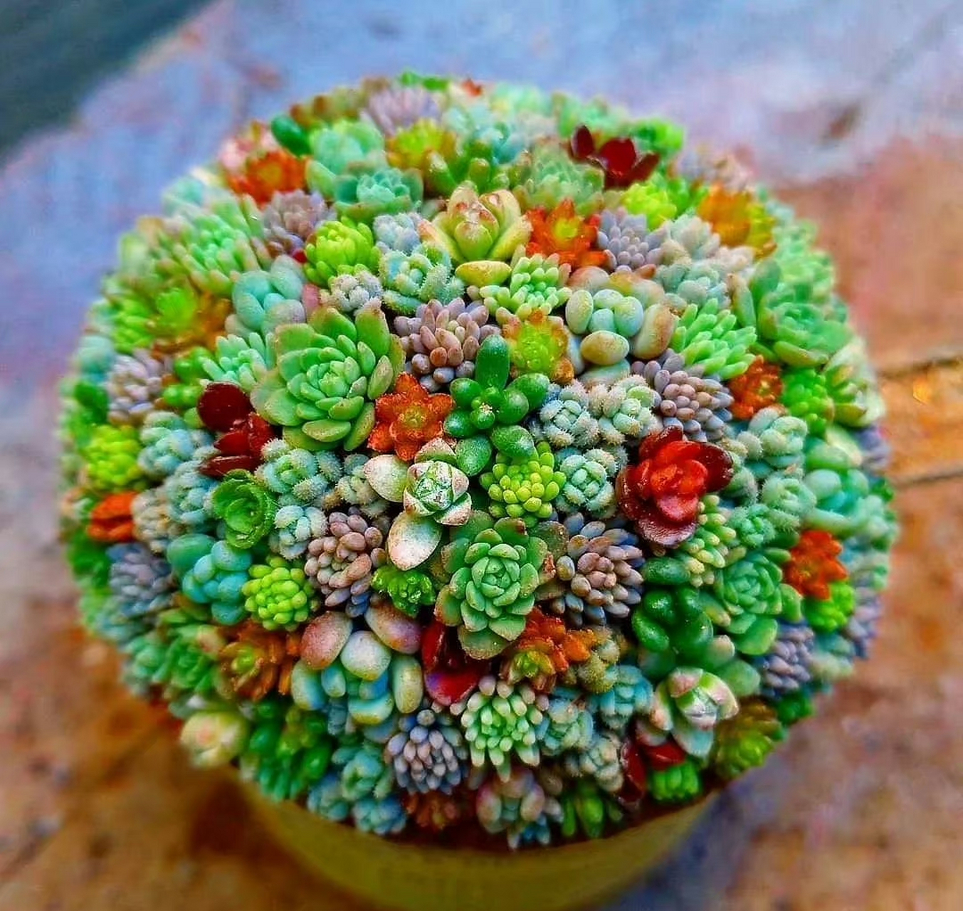 看看人家多肉植物爱好者打理的肉球球,简直太漂亮了! 67