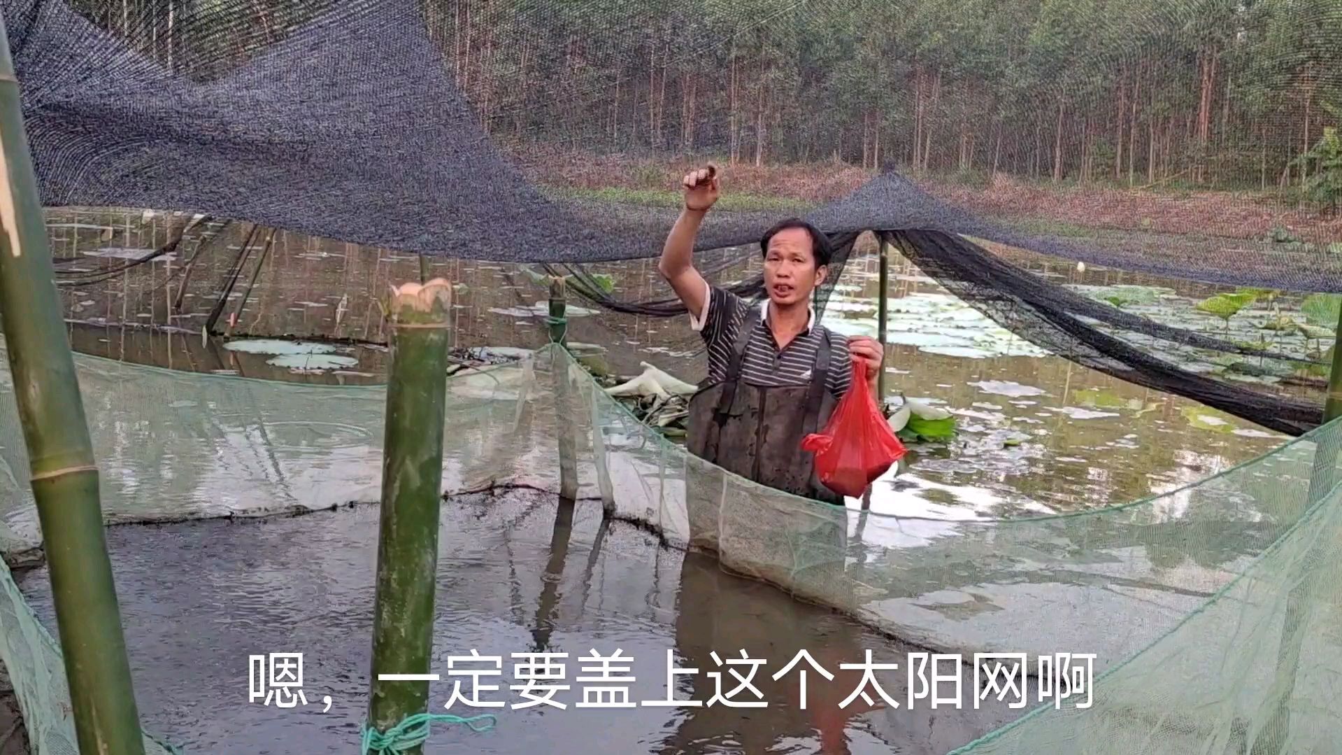 农民小伙在池塘里面养鱼,这种塘角鱼生长速度快,快速致富