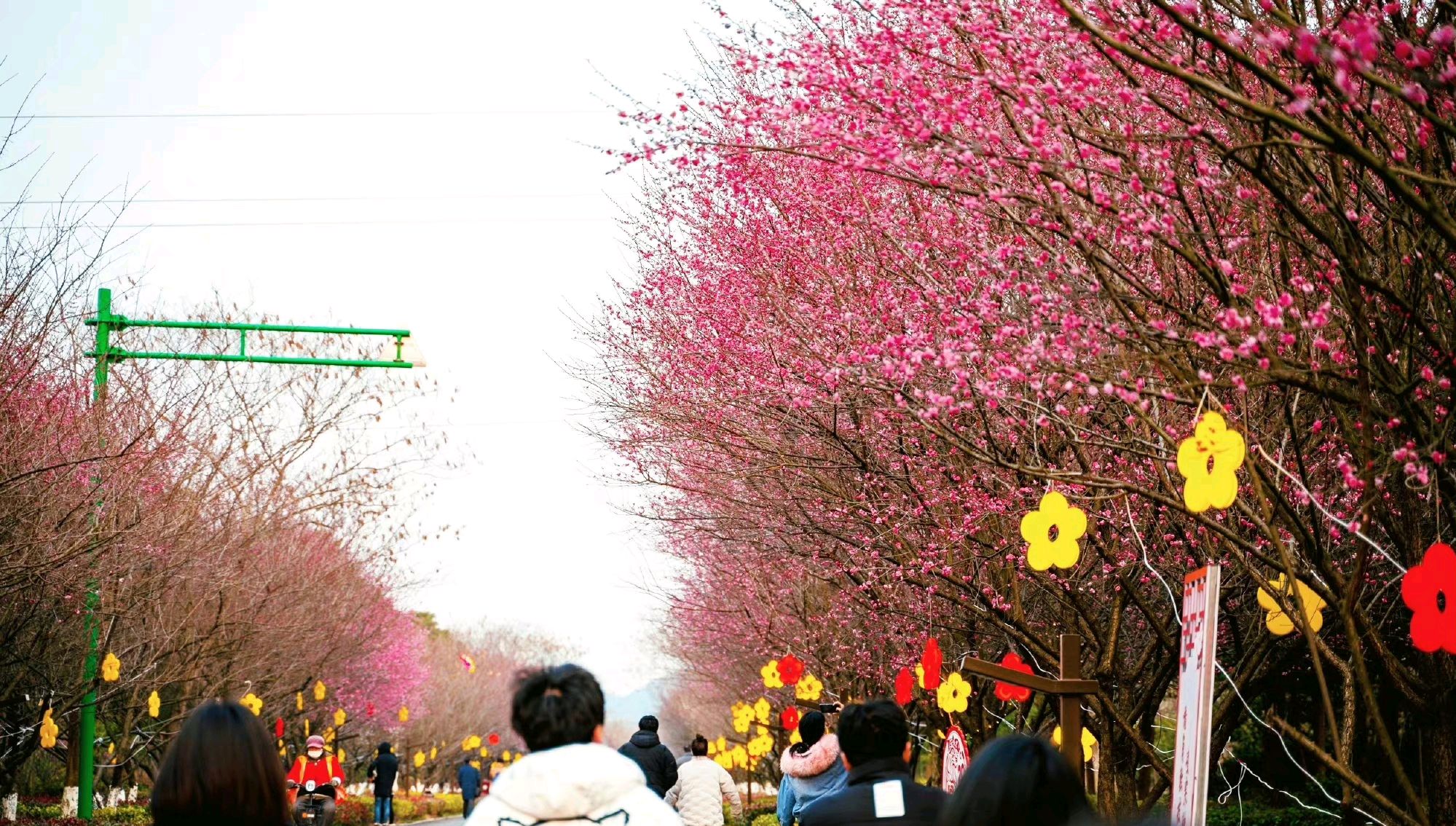 近日,南京溧水区傅家边十里梅林进入盛花期,开启"梅"好时光!