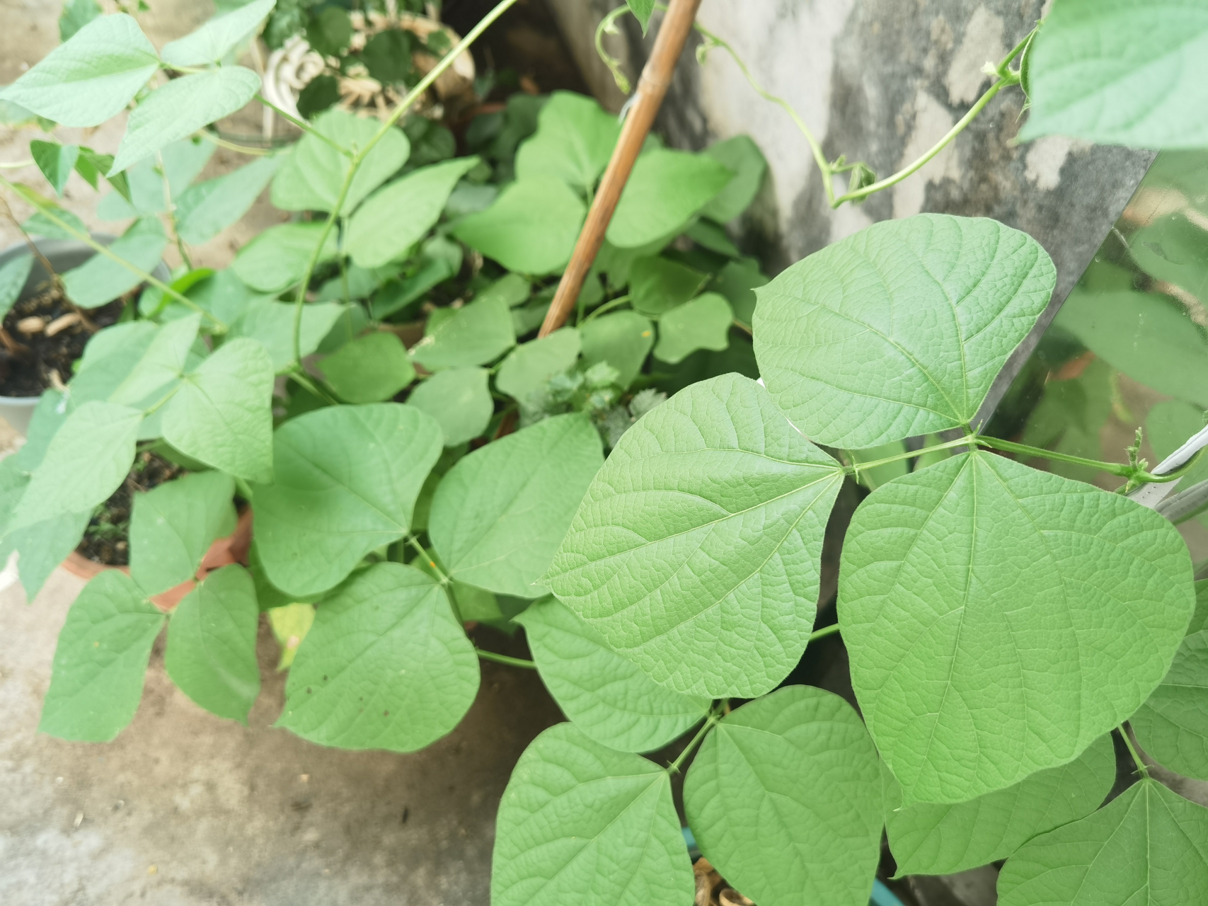 白扁豆叶子长得很好,就是不见开花.是不是不适合种植季节呀?