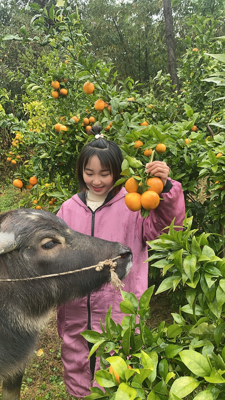 放牛妹图片