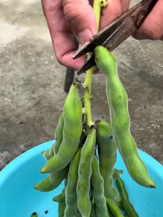 秋天猫豆成熟啦,家乡的味道,你们吃过吗