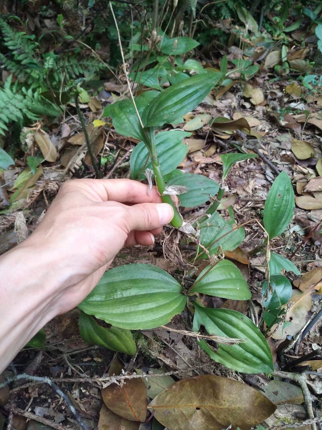 深山老林里发现一大片