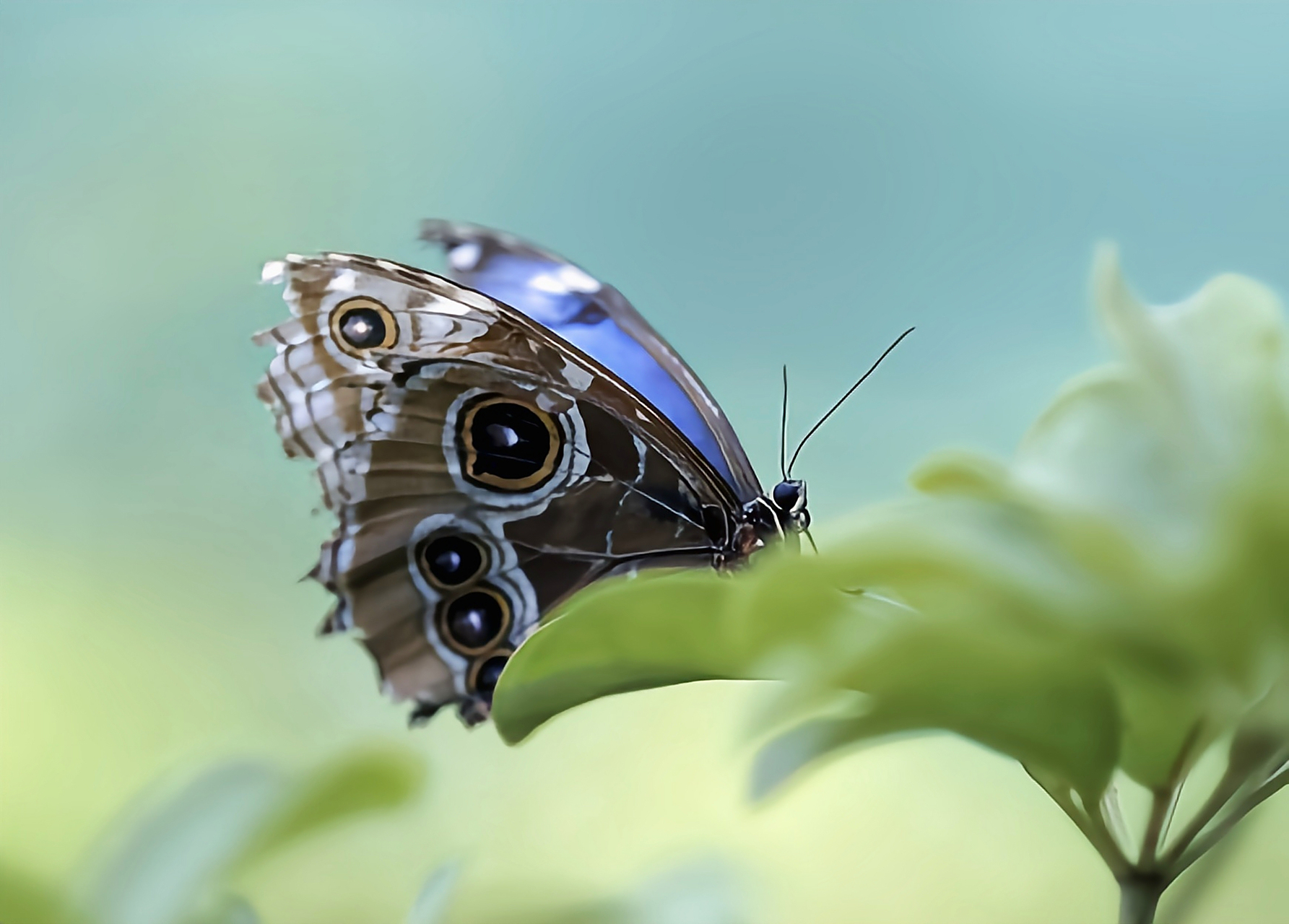 每天认识一种昆虫——夜光闪蝶 夜光闪蝶是蛱蝶科闪蝶属昆虫.翅羽展7.