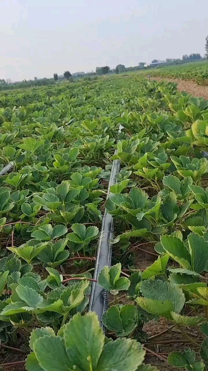 妙香三号草莓苗高产抗病的草莓苗品种