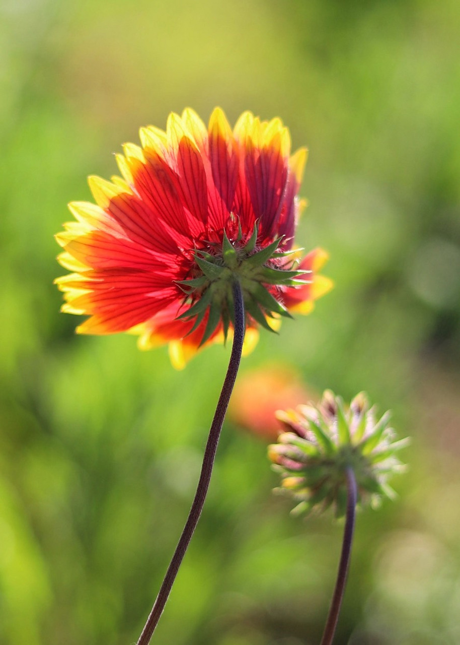 大连冷香玫瑰园的玫瑰花谢了,园内天人菊花开正盛.