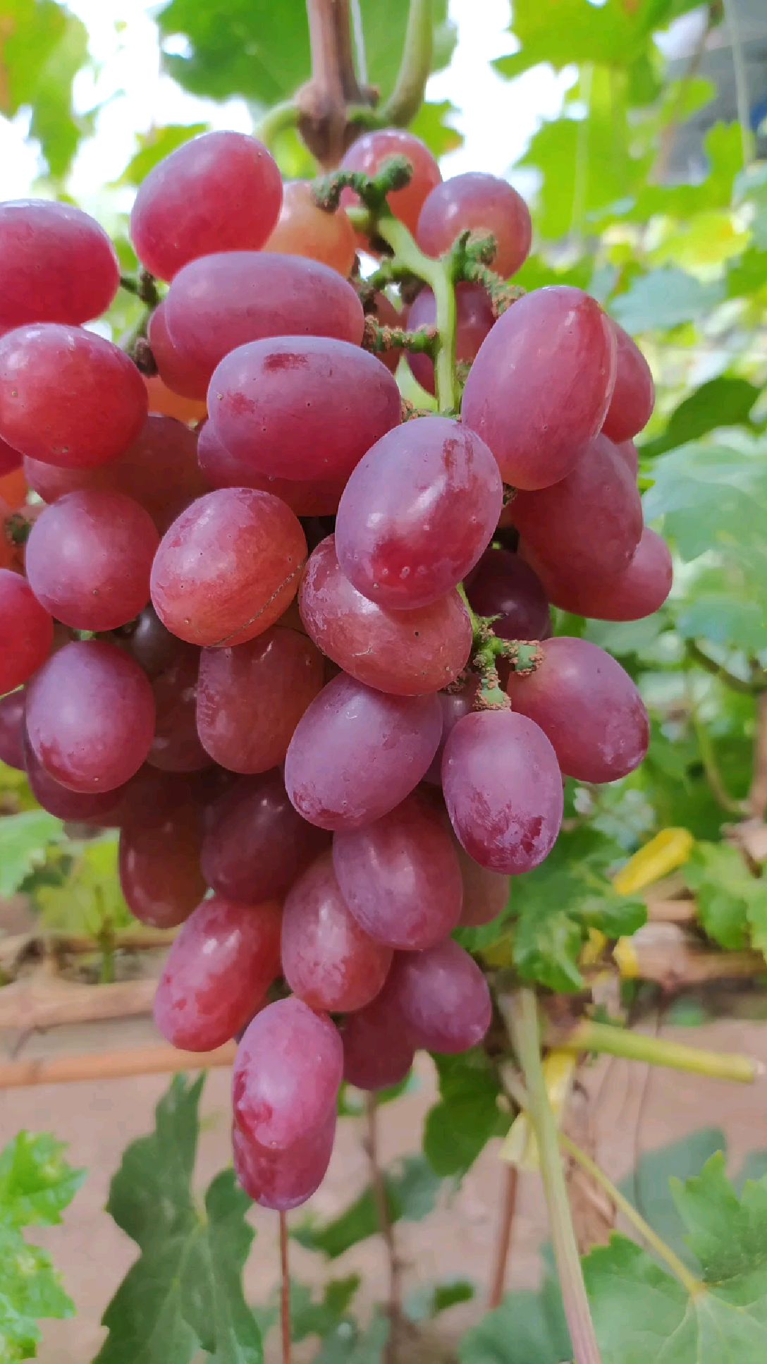 晚熟雪蜜无核葡萄大量发货中