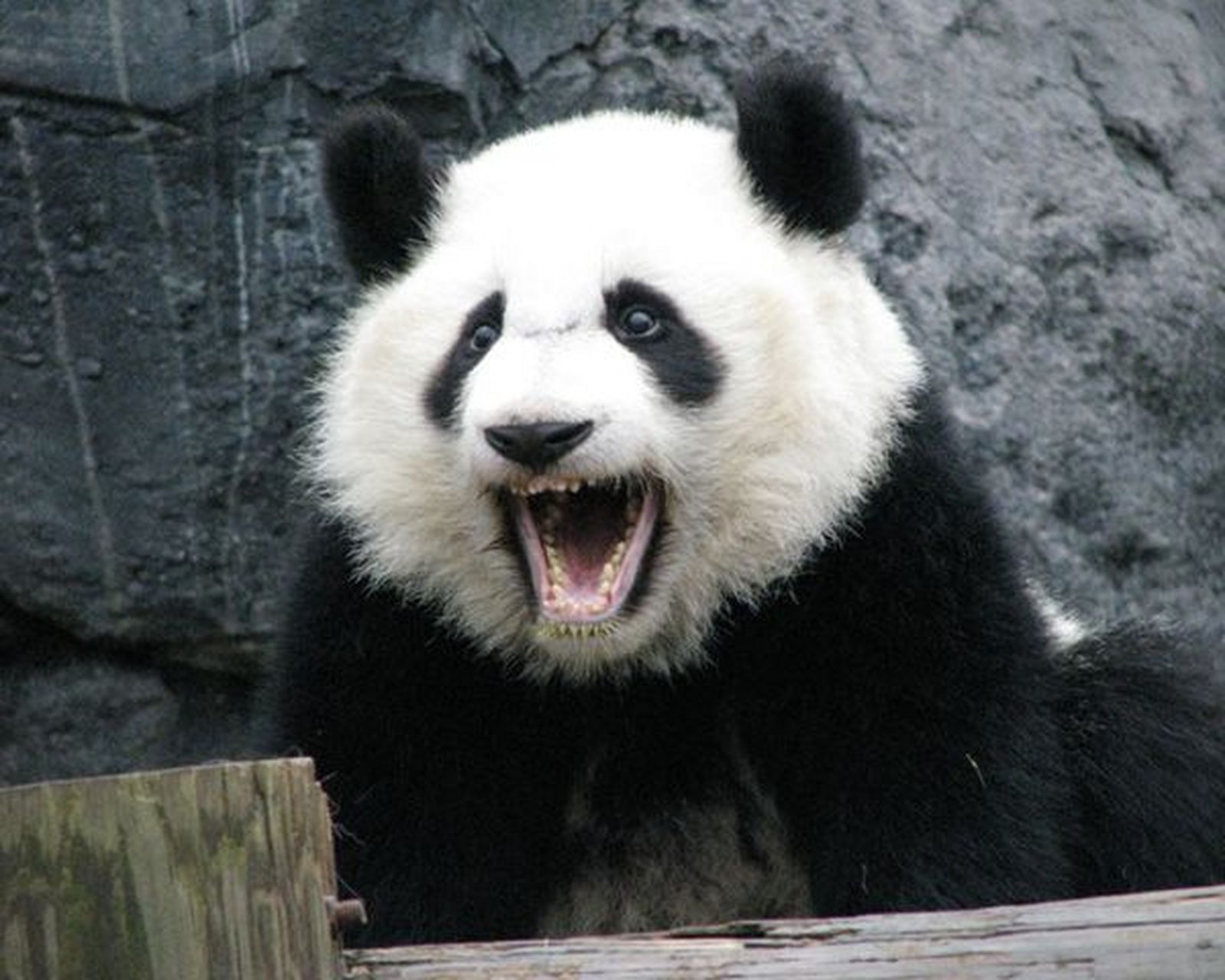 大熊猫美兰