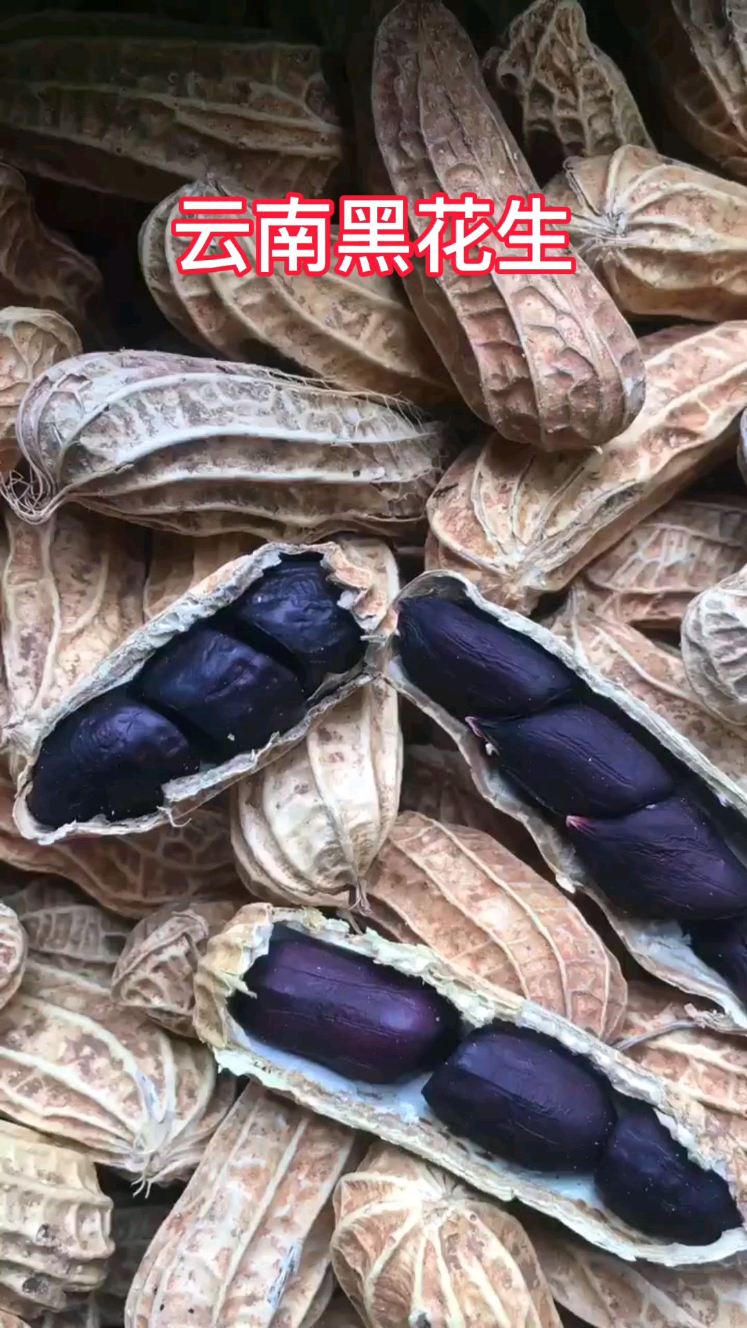 彝山香云南富硒黑花生是本地原始农耕的老品种,当地叫黑珍珠.