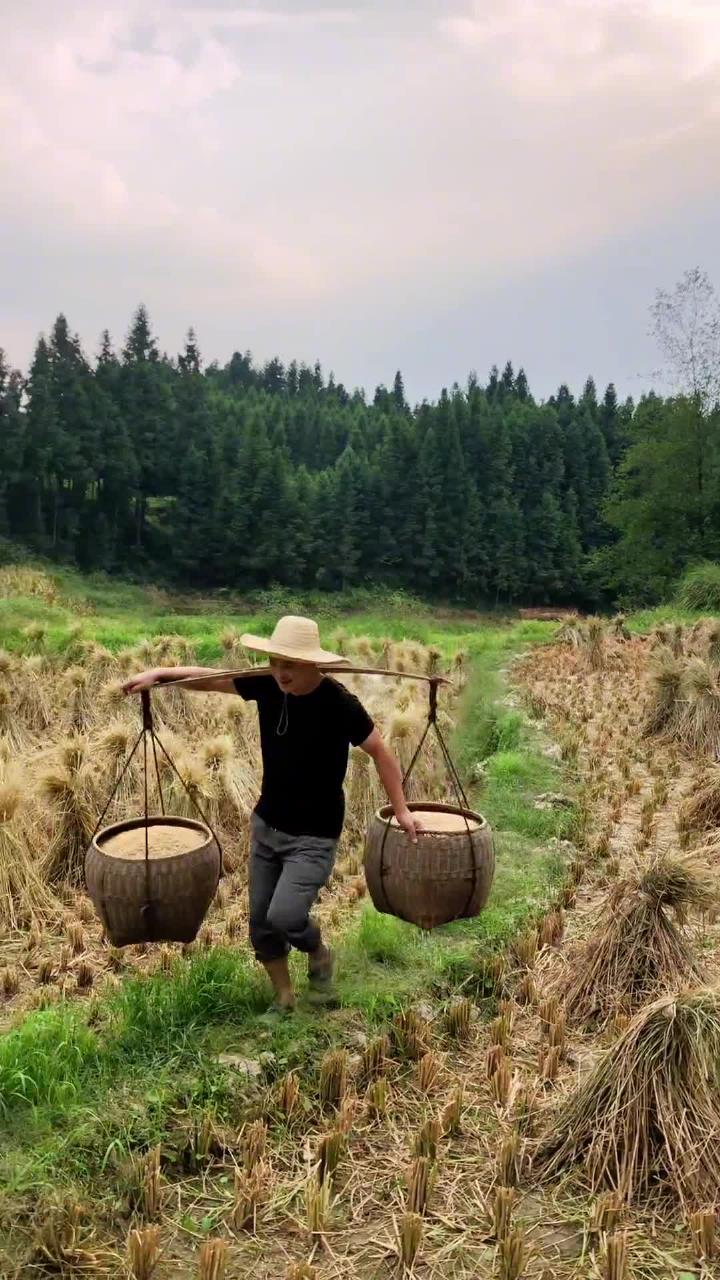 今年稻谷大丰收,这种喜悦只有做农民的才能体会到-度小视
