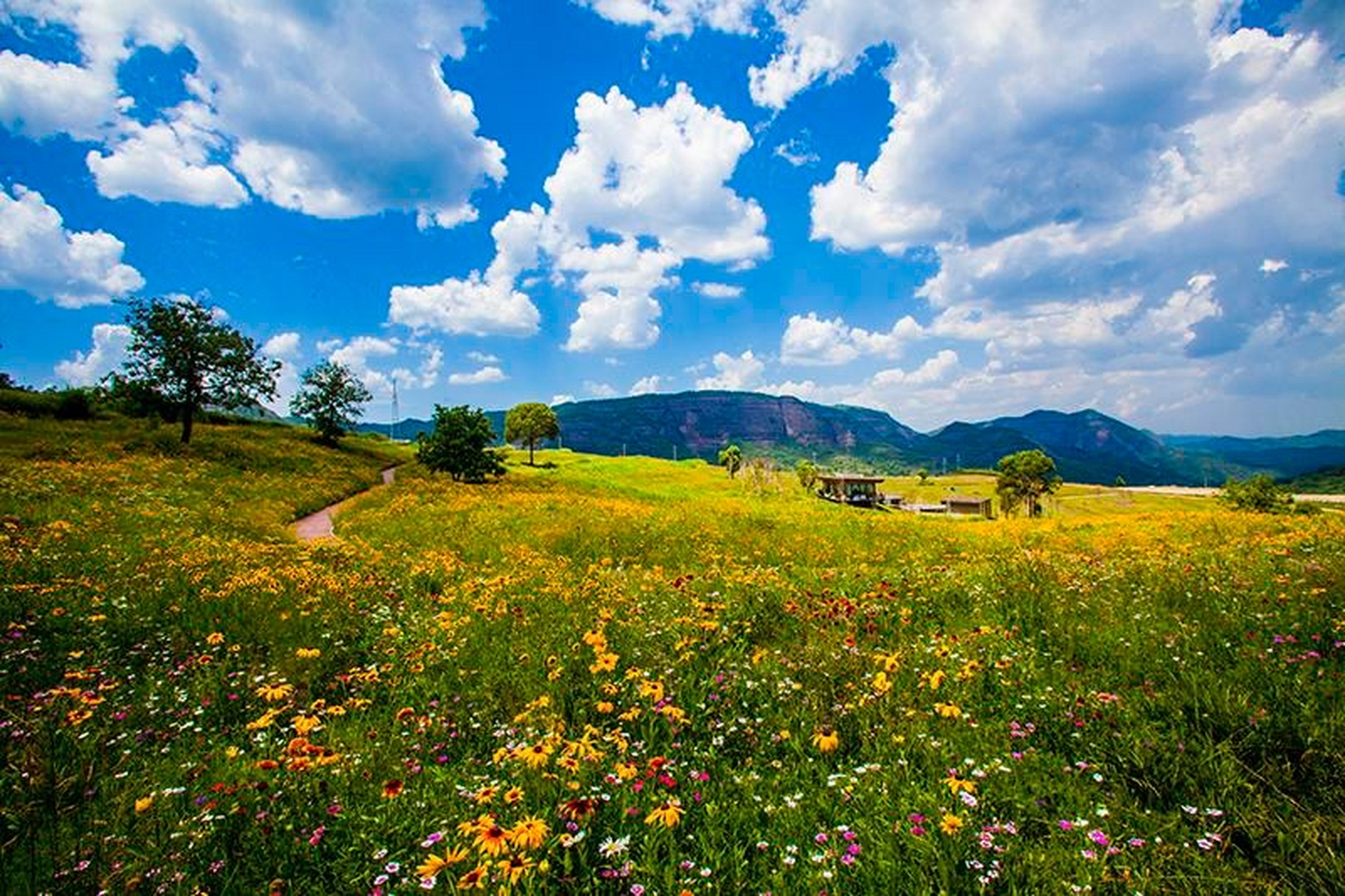 漫山遍野都是五颜六色的野花,如同地毯一样美丽迷人,好像有人把所有的