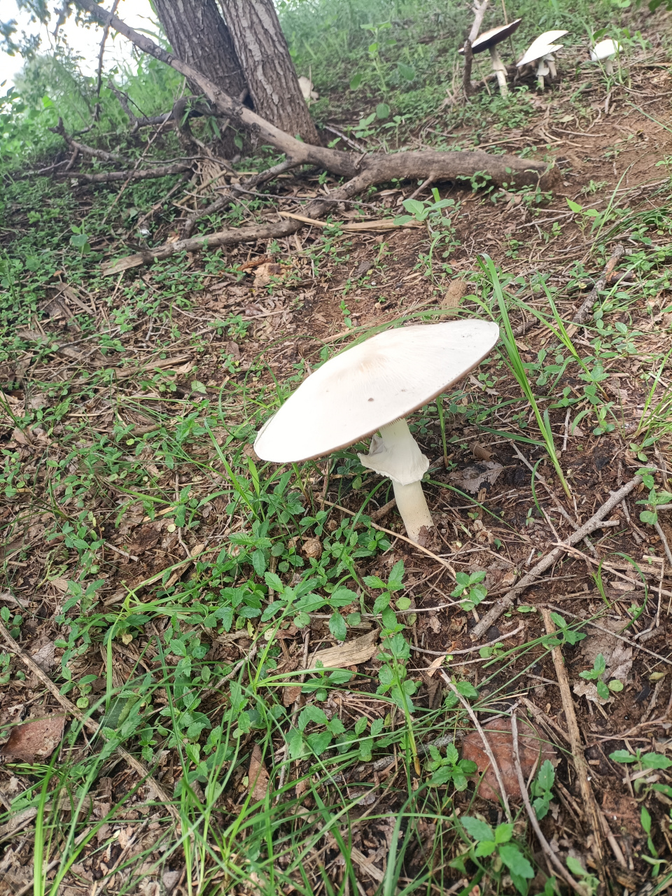 到树林里踩蘑菇,遇见这样的蘑菇,据说这是"吃席蘑",谁要是吃了,全村人