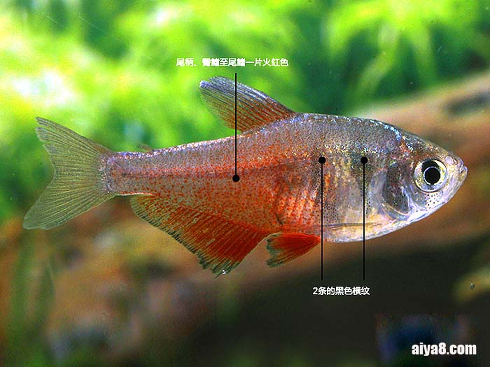 火焰旗分布于巴西里约热内卢境内水域,色彩美丽,可作为观赏鱼类.