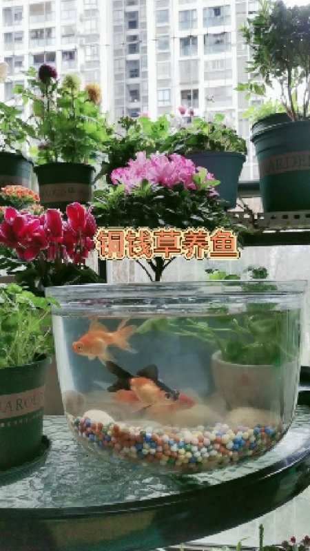 铜钱草除了种在花盆里,还能养在鱼缸,天然的氧气泵-度小视