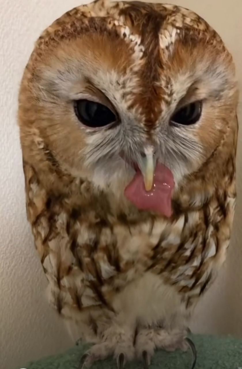 喂猫头鹰吃肉,它先是闻一闻,再闭上眼睛蹭一蹭,再叼过肉来停一停,才把