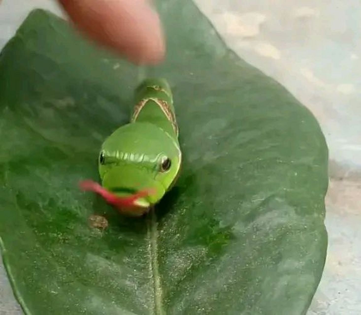 其实它是一种叫花椒凤蝶的幼虫,主要栖息在一些绿色树叶上,比如橘子