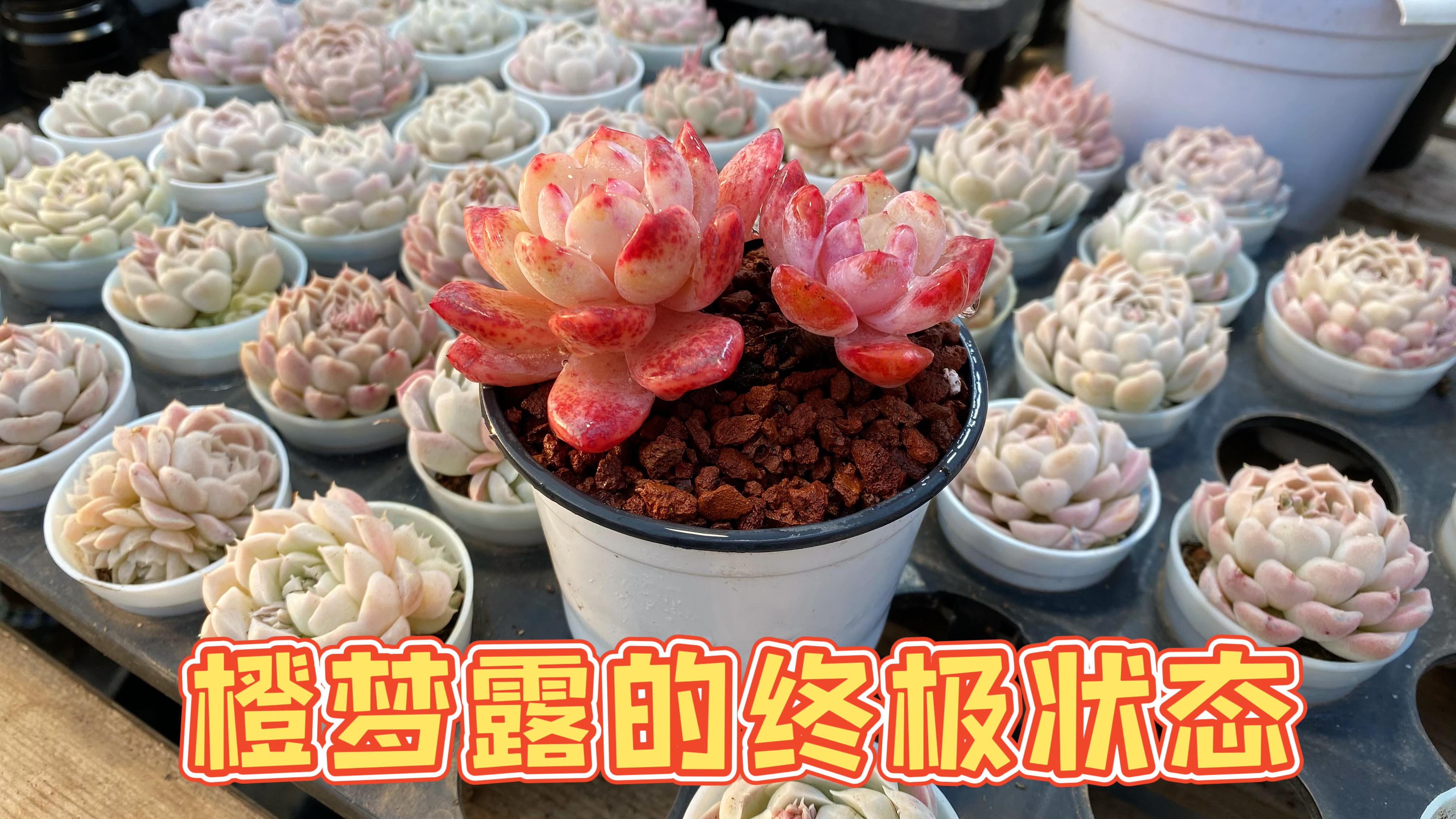 很多人分不清雪天使和橙梦露,其实他们是一个品种的多肉哦