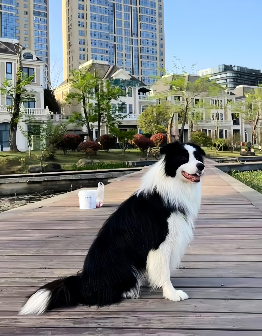 帅气的边牧和可爱的柯基,生下的宝宝长啥样?