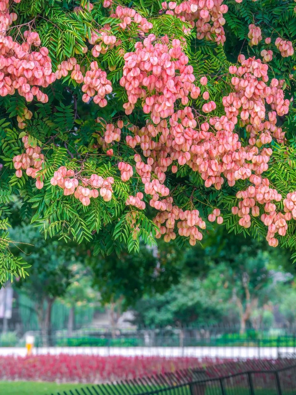 榆树花图片大全 高清图片