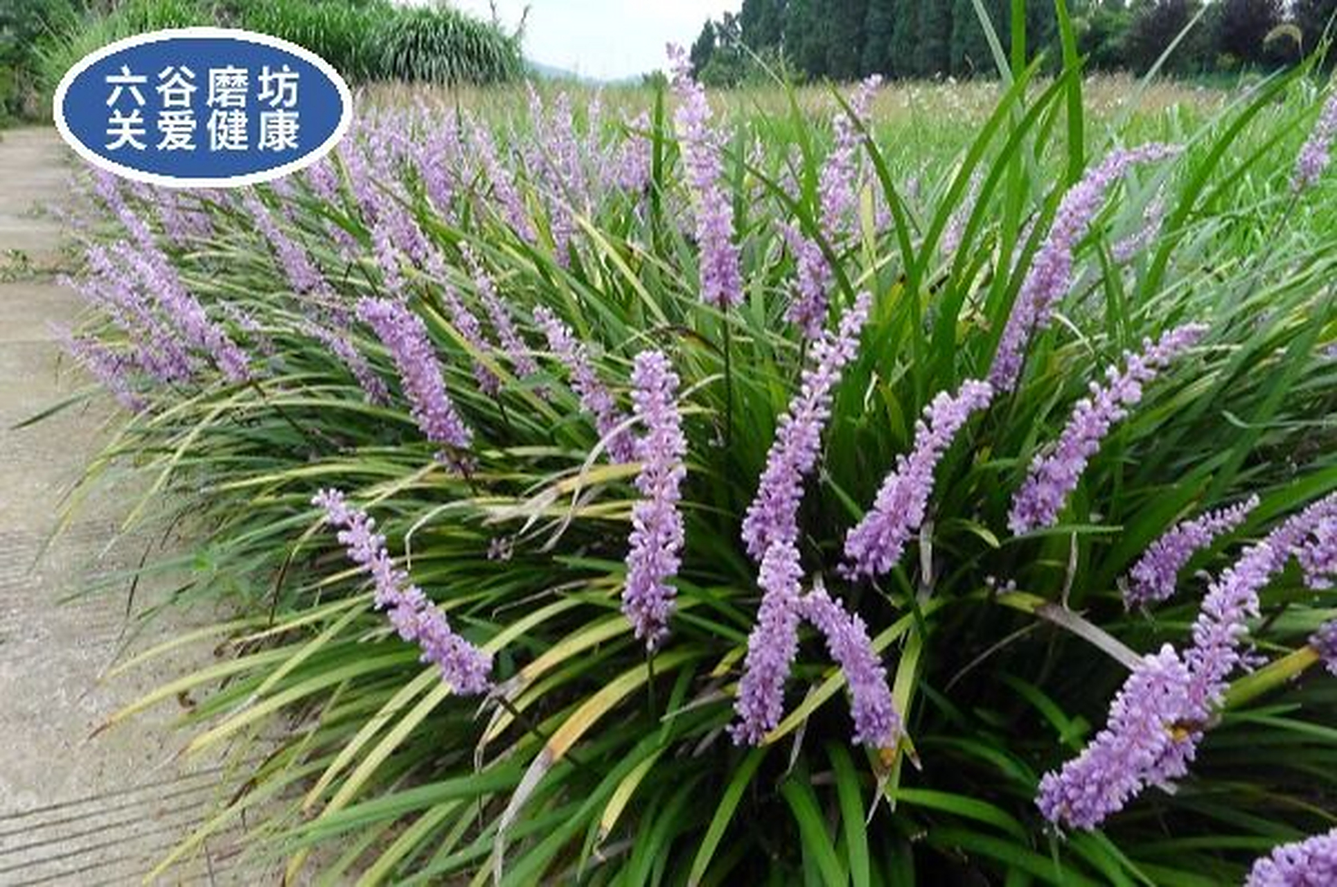 麦冬的功效与作用 养阴生津,润肺清心,减轻疲劳 麦冬为百合科植物麦冬