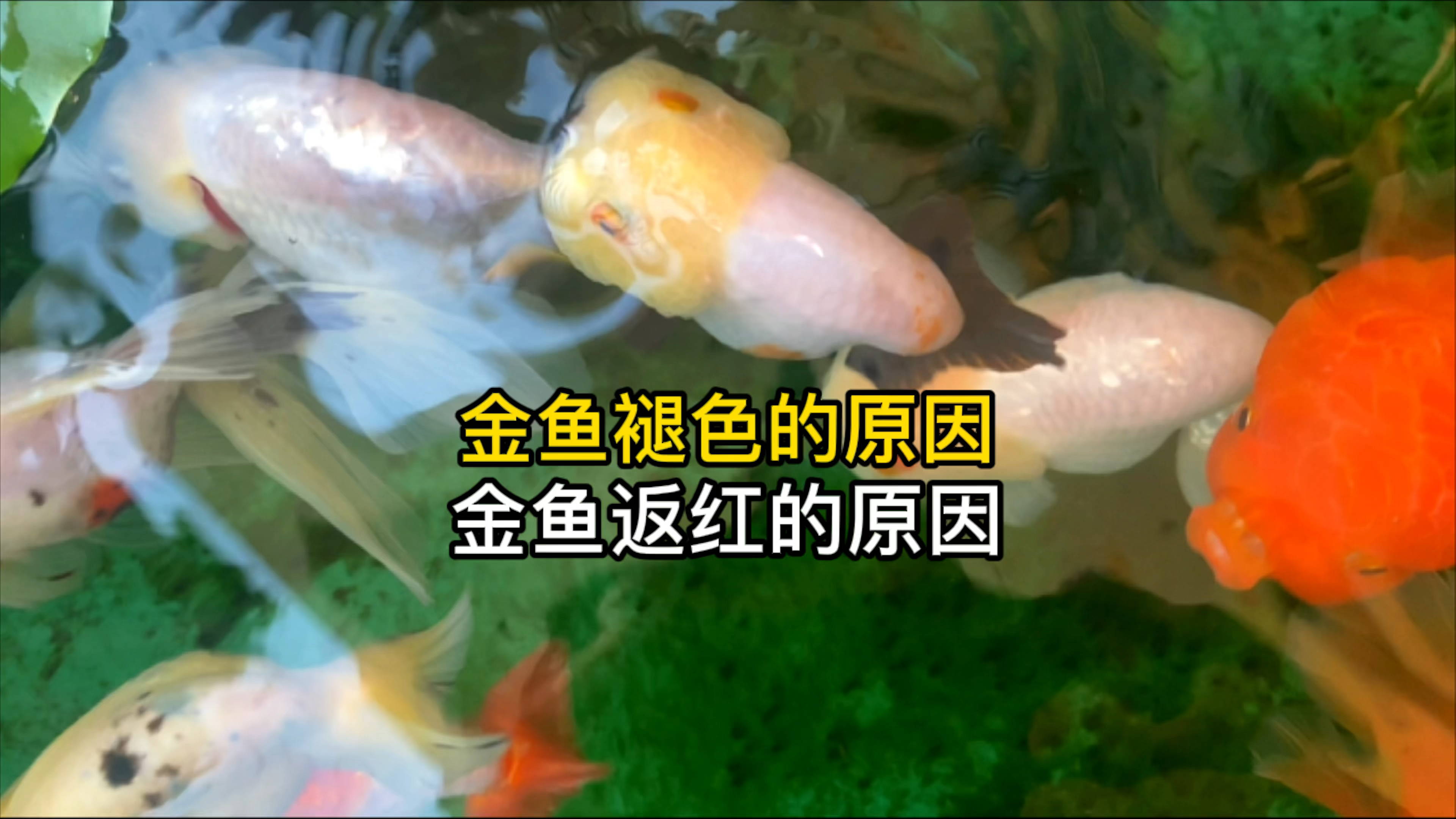 金鱼褪色的原因,金鱼返红的原因都是什么?