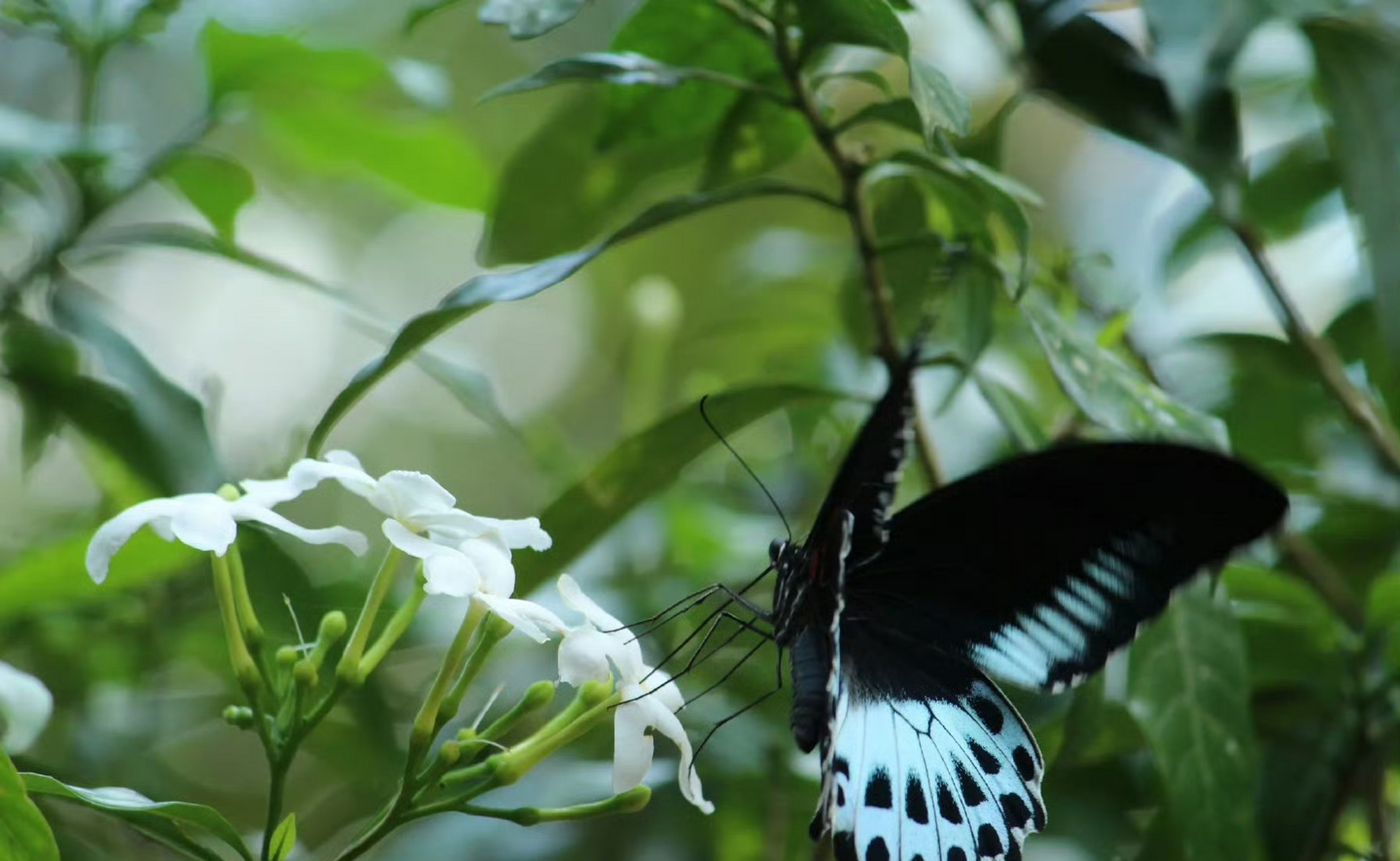 蓝裙美凤蝶(papilio polymnestor)是一种华丽的热带鸟翼科昆虫,身体