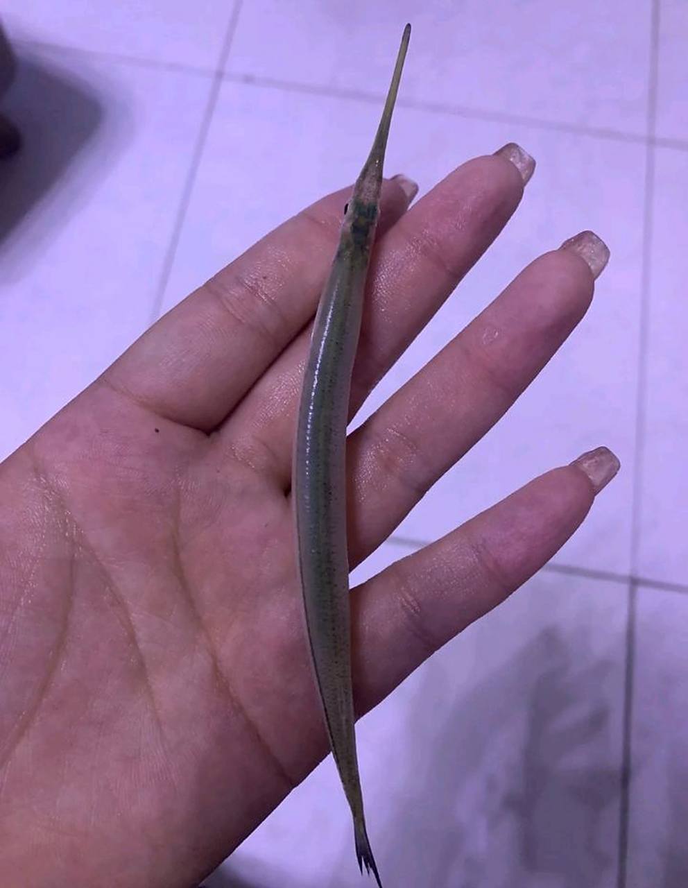 网友:嘴这么长,是什么鱼啊?