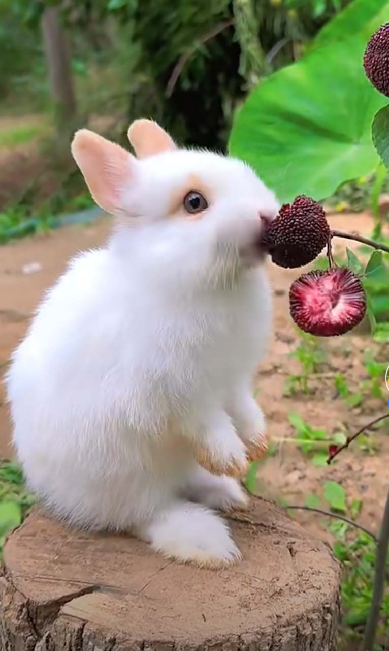 蹲在树墩上,沉醉吃着杨梅,这可爱的小兔子生活真滋润啊!