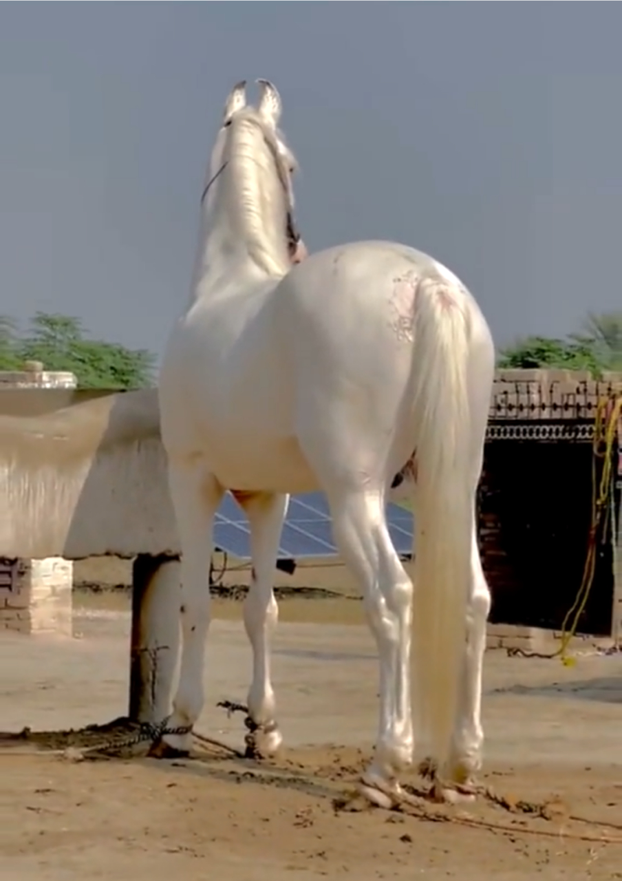 这是什么马?真的好漂亮,一定很值钱!