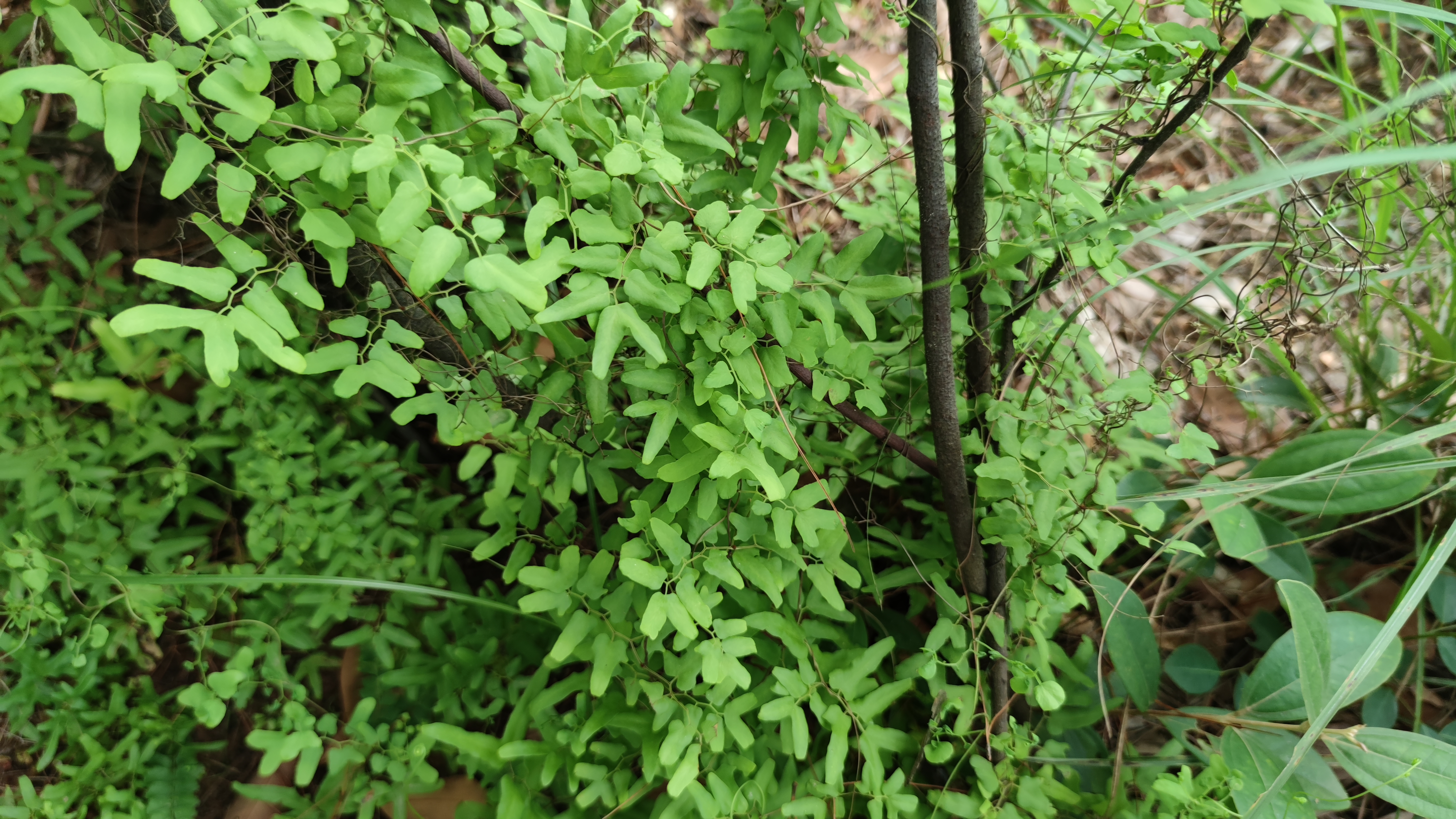 自带金沙的草本植物金沙藤