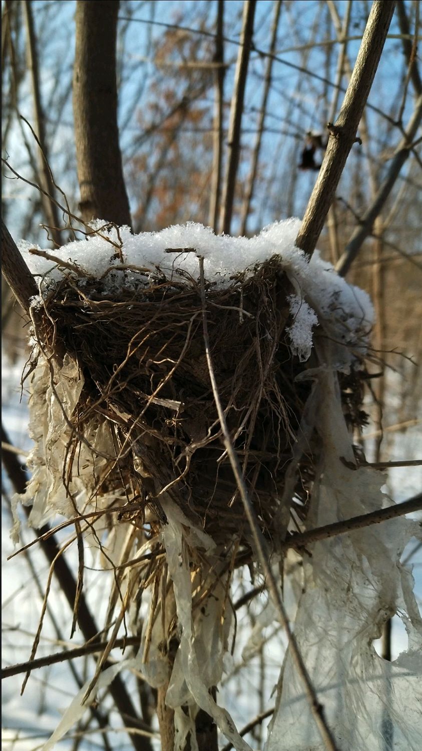 覆盖积雪的鸟窝竟然是由塑料和草叶树枝搭建结实程度很高