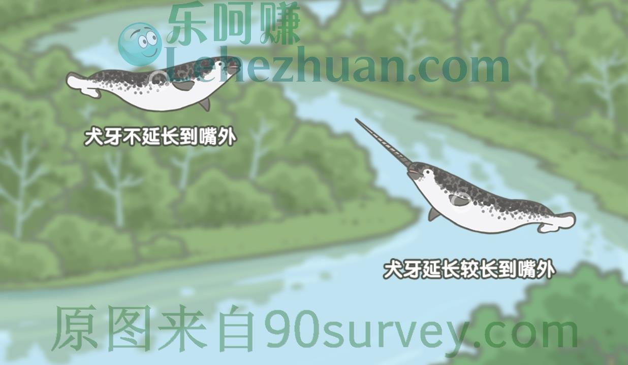 如何通过独角鲸的牙齿辨雌雄?答案:雌性犬牙并不延长到嘴外 如何通过独角鲸的牙齿辨雌雄?答案:雌性犬牙并不延长到嘴外