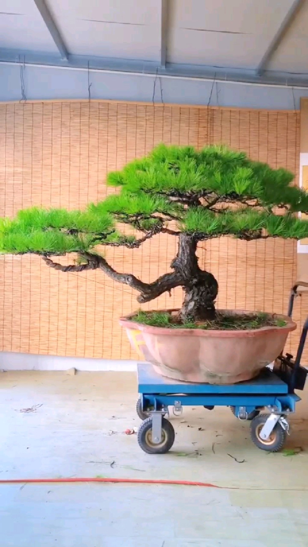 大飘枝黑松盆景,尽显高端大气-度小视