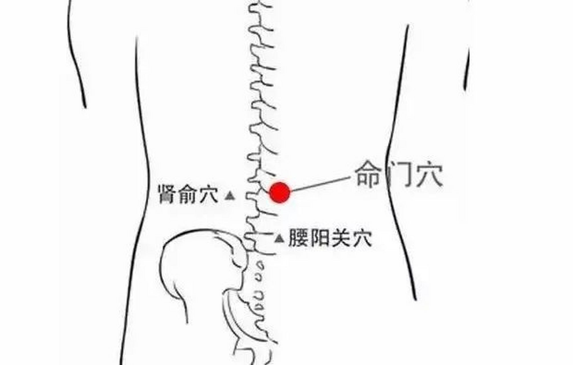 人体命门的准确位置图图片