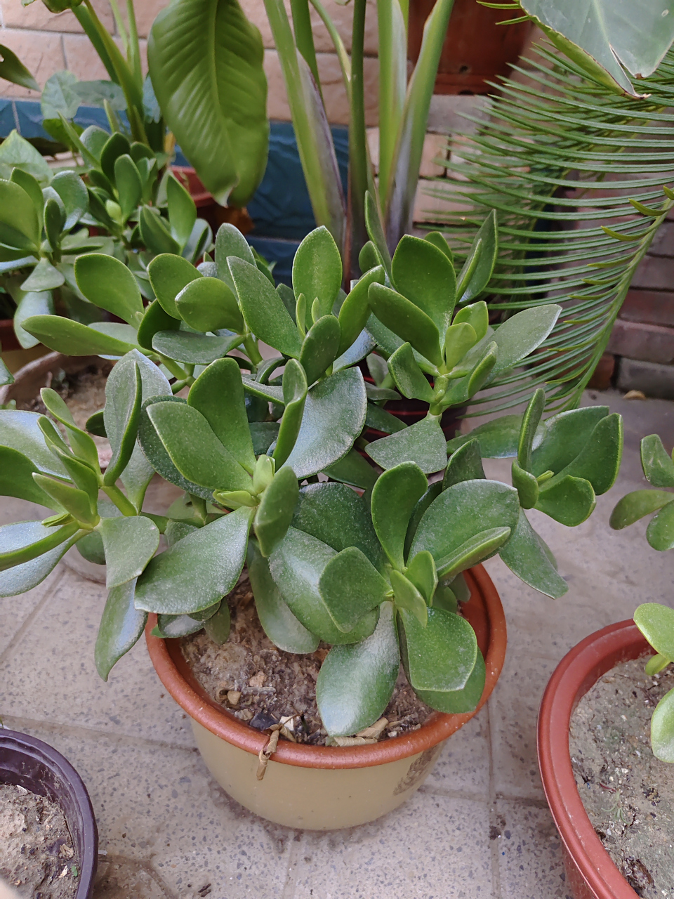 可是要想打造出漂亮的玉树造型,却并不是一件简单的事.