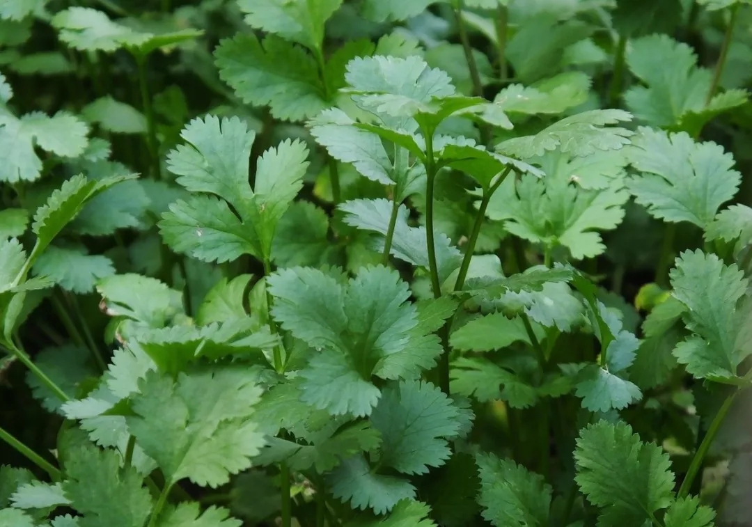 香菜——原陽秋