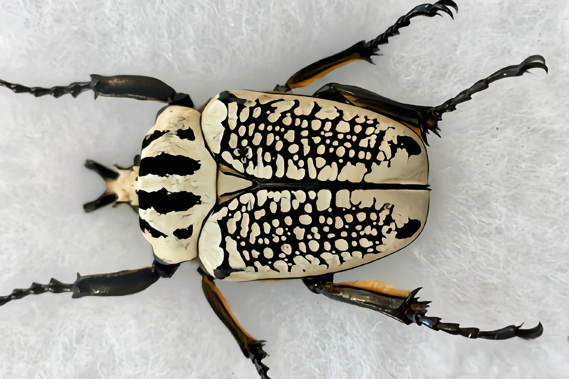 每天认识一种昆虫——虎纹大角花金龟 虎纹大角花金龟原产于非洲南部