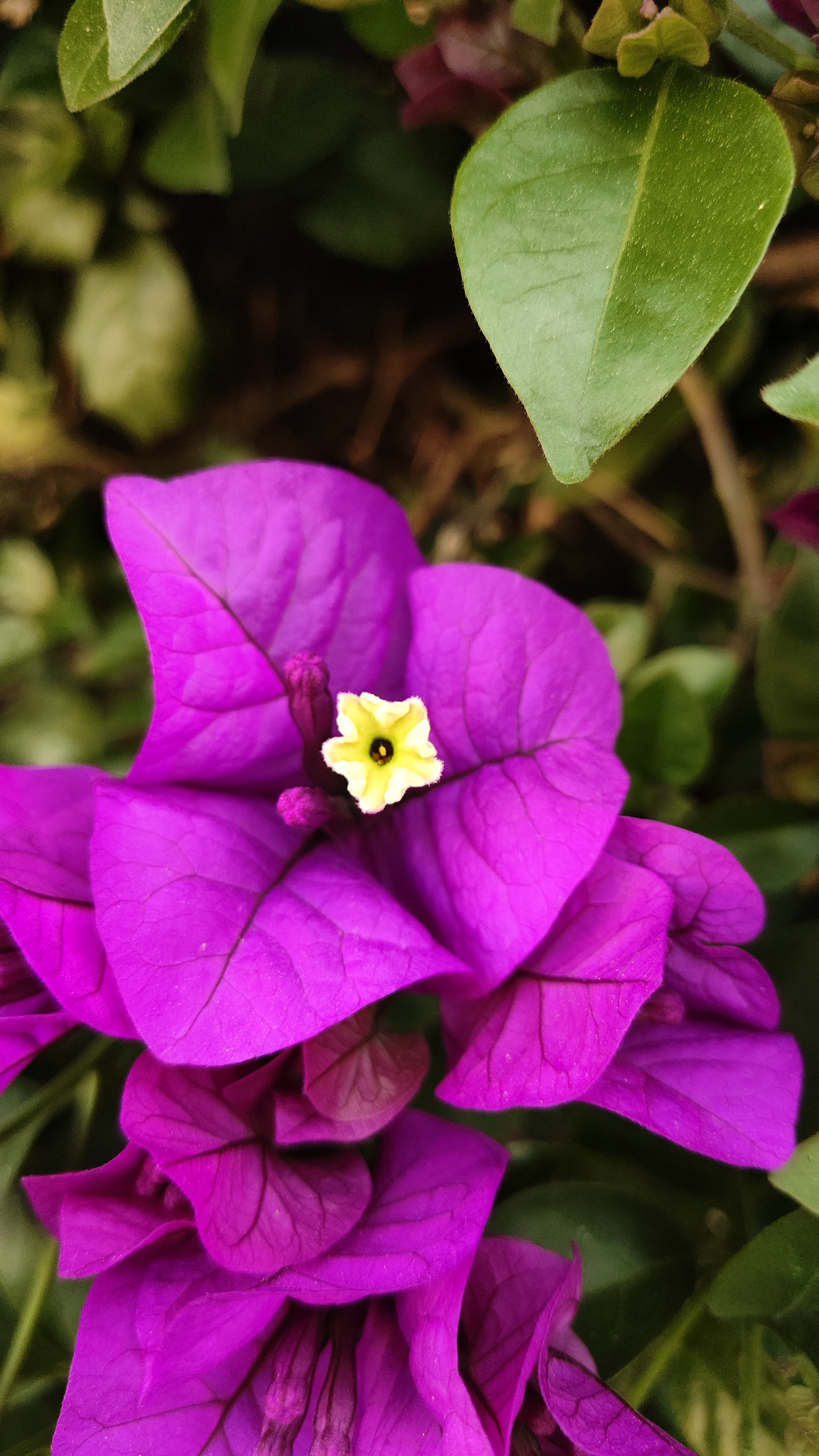 云南紫——三角梅的一种