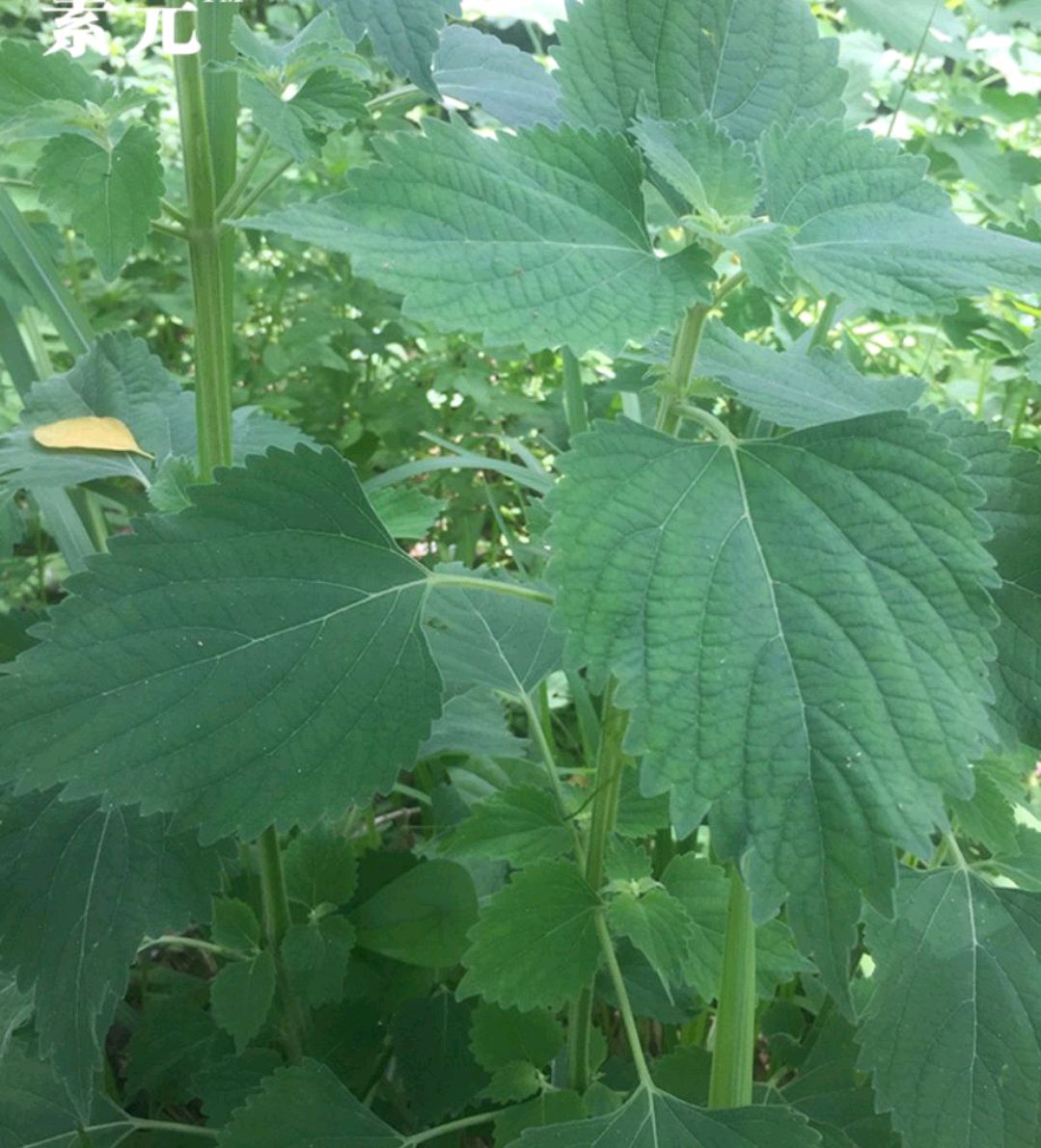 农村祛风草药图片