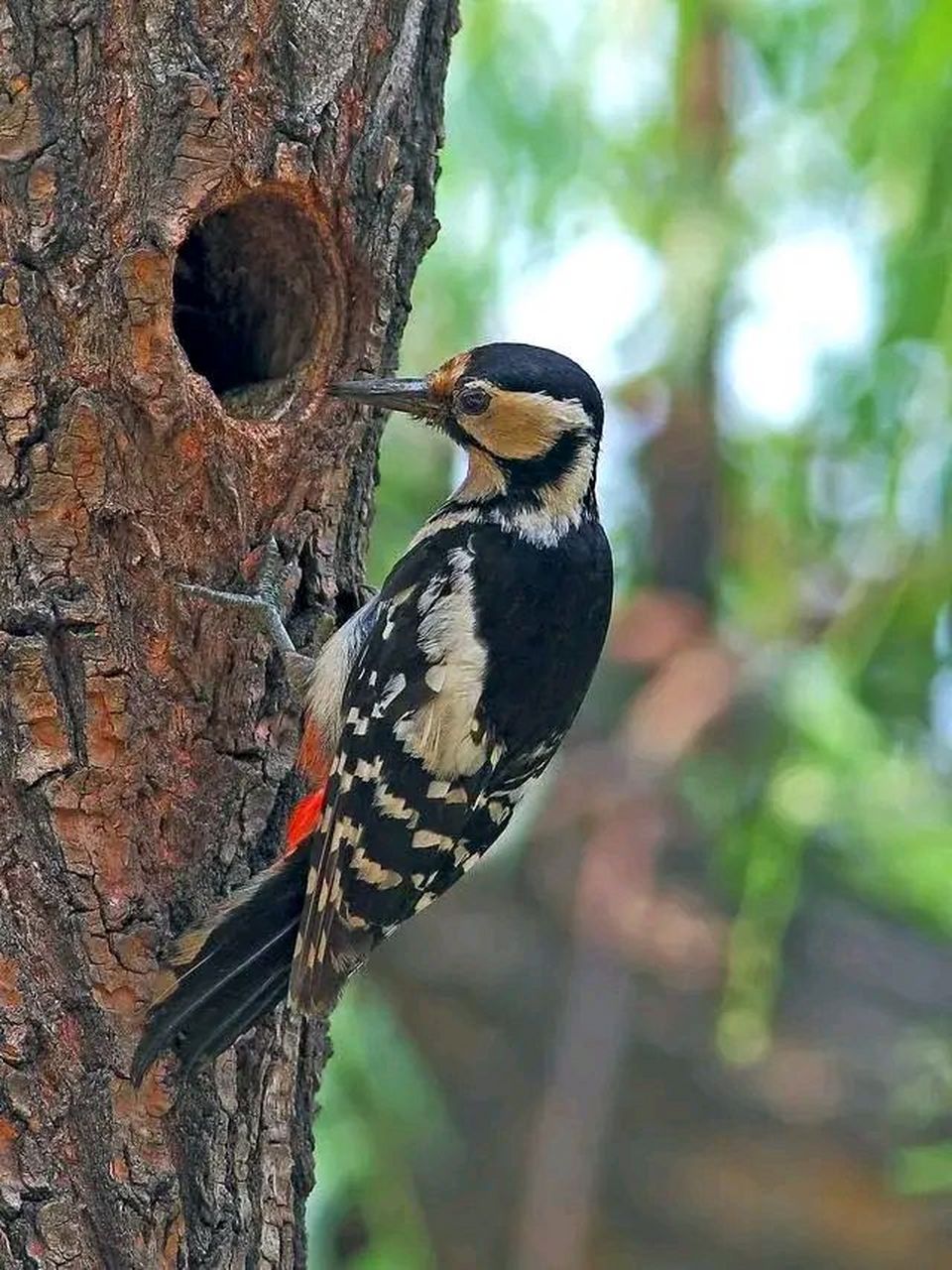 啄木鸟死在树洞里,吃的就是嘴上的亏.所以静坐常思己过,闲谈莫论人非.