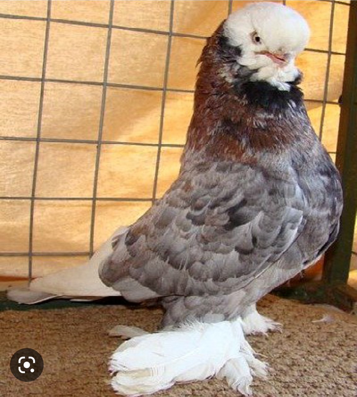 每日一句英语#  tumbler pigeon 筋斗鸽 新认识了鸽子,原来鸽子环翻