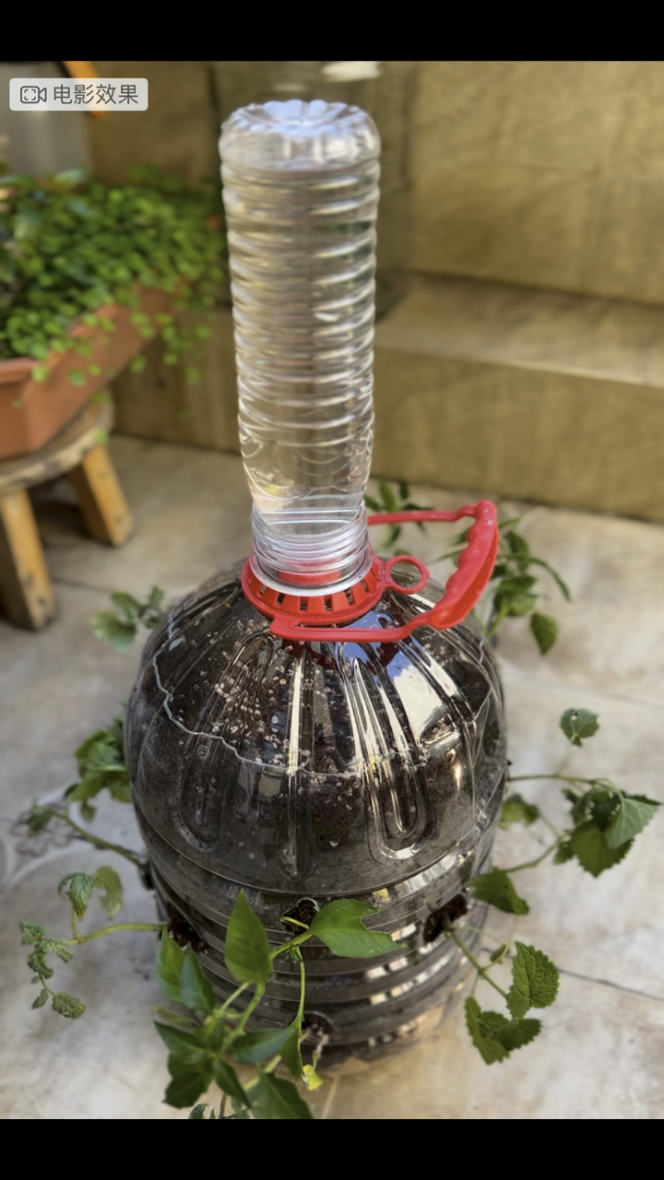 矿泉水瓶来种菜