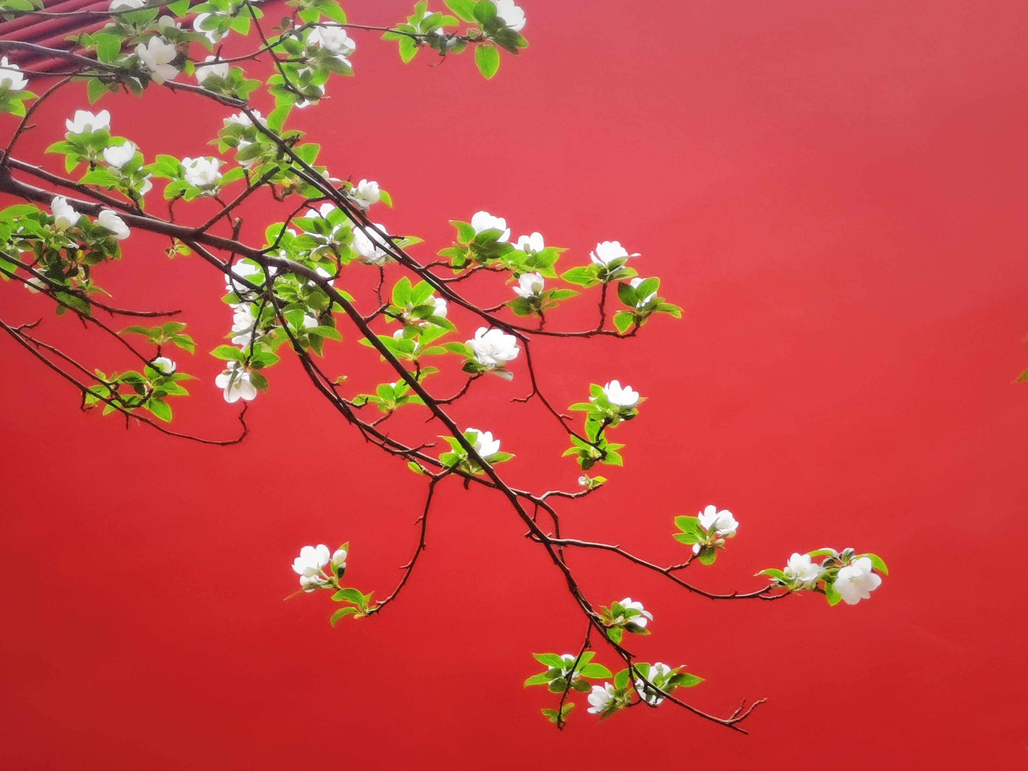 红墙下的海棠花