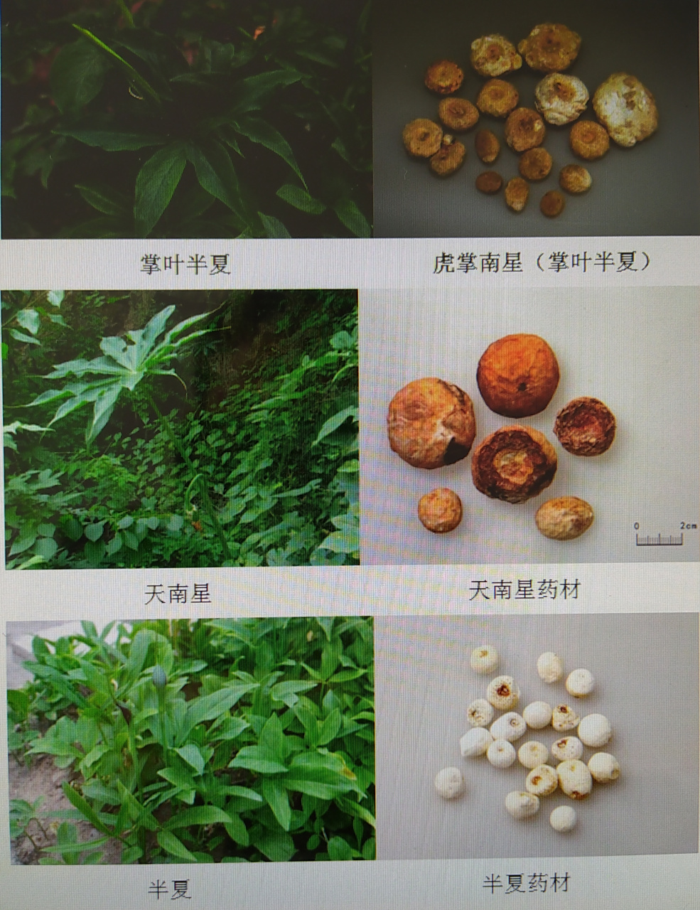 虎掌南星,半夏与天南星的区别