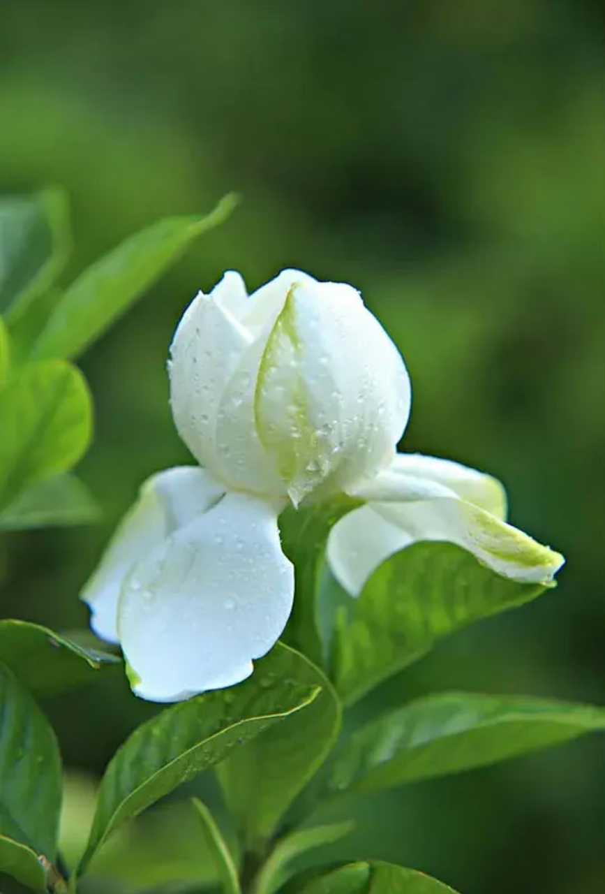 江南雨季,有夏日三白:栀子,茉莉,白兰. 花色洁白无瑕,花香清新馥郁.