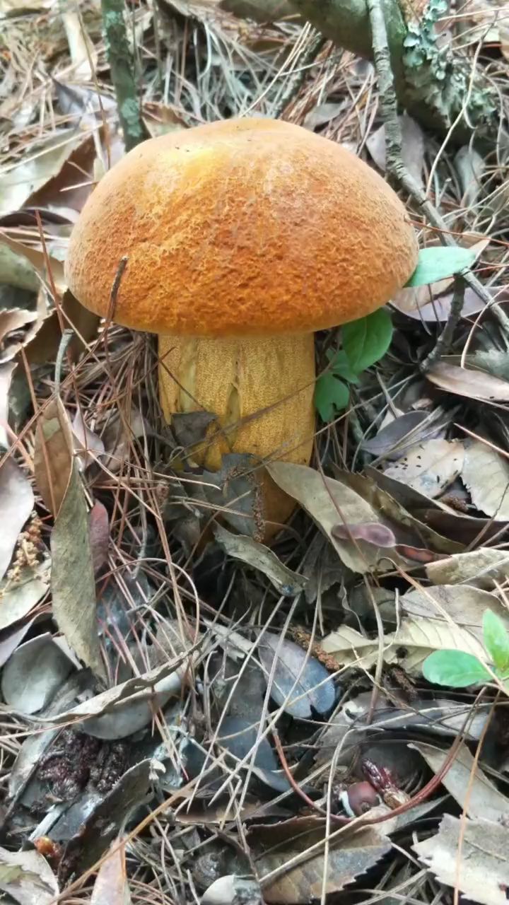 新鲜野生菌老人头菌松苞菌云南土特产野山菌蘑菇特级沙老包碳烤-度小